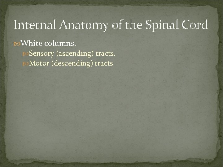 Internal Anatomy of the Spinal Cord White columns. Sensory (ascending) tracts. Motor (descending) tracts.