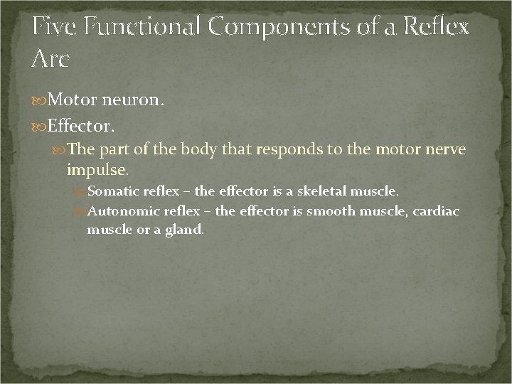 Five Functional Components of a Reflex Arc Motor neuron. Effector. The part of the