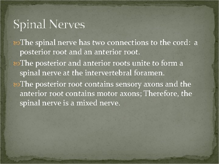 Spinal Nerves The spinal nerve has two connections to the cord: a posterior root