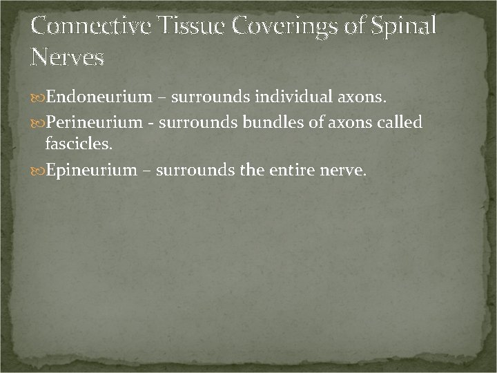 Connective Tissue Coverings of Spinal Nerves Endoneurium – surrounds individual axons. Perineurium - surrounds