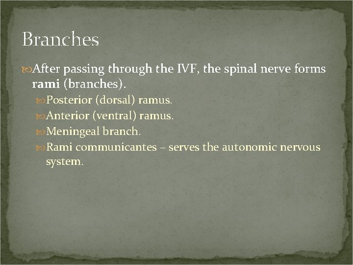 Branches After passing through the IVF, the spinal nerve forms rami (branches). Posterior (dorsal)