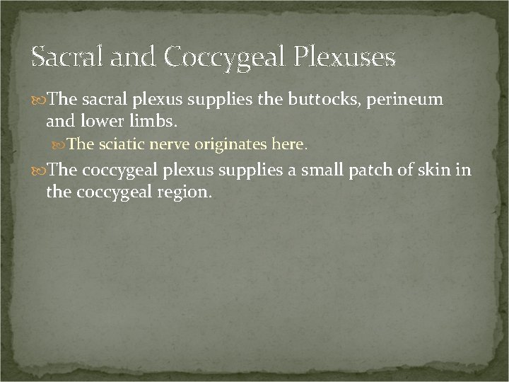 Sacral and Coccygeal Plexuses The sacral plexus supplies the buttocks, perineum and lower limbs.