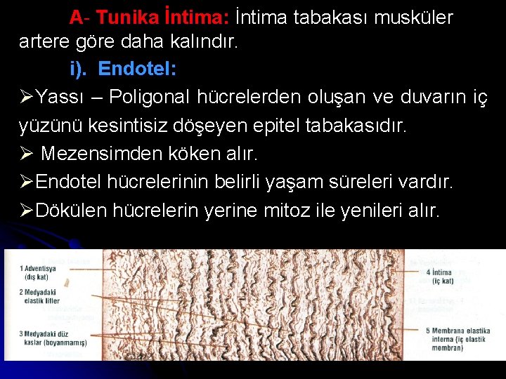 A- Tunika İntima: İntima tabakası musküler artere göre daha kalındır. i). Endotel: ØYassı –