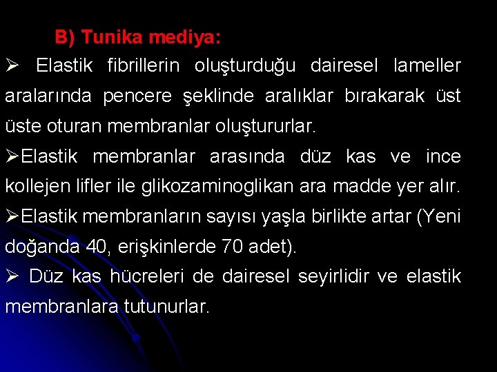 B) Tunika mediya: Ø Elastik fibrillerin oluşturduğu dairesel lameller aralarında pencere şeklinde aralıklar bırakarak