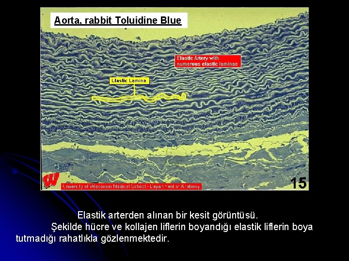 Aorta, rabbit Toluidine Blue Elastik arterden alınan bir kesit görüntüsü. Şekilde hücre ve kollajen