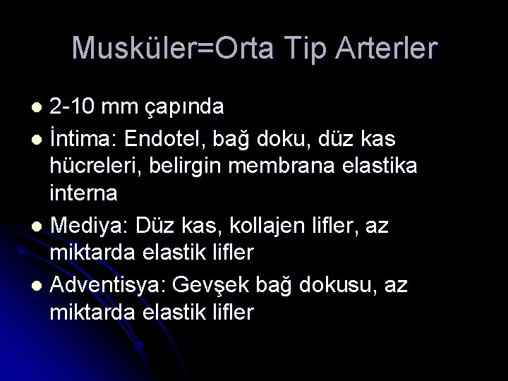 Musküler=Orta Tip Arterler 2 -10 mm çapında l İntima: Endotel, bağ doku, düz kas