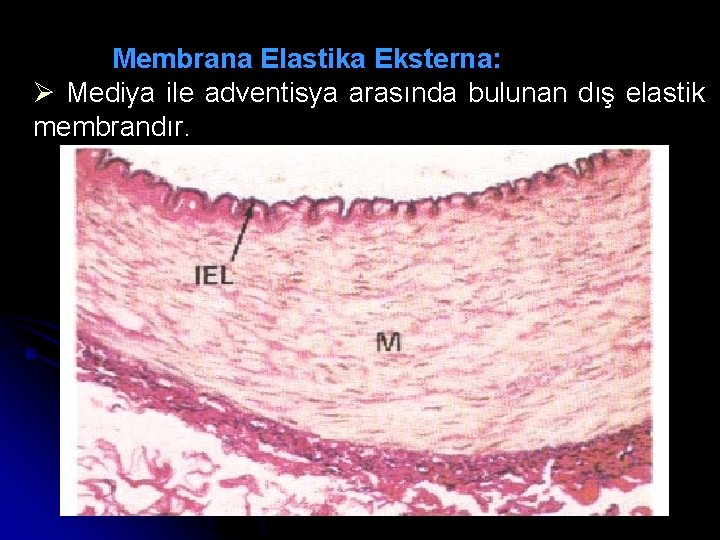 Membrana Elastika Eksterna: Ø Mediya ile adventisya arasında bulunan dış elastik membrandır. 