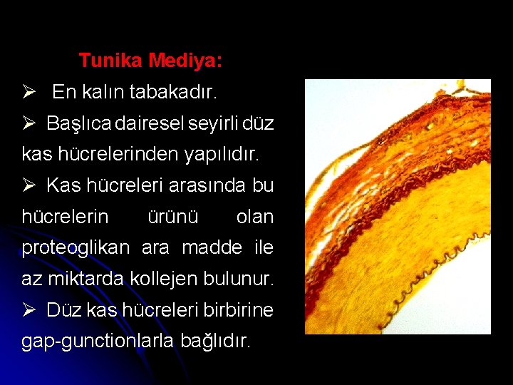 Tunika Mediya: Ø En kalın tabakadır. Ø Başlıca dairesel seyirli düz kas hücrelerinden yapılıdır.