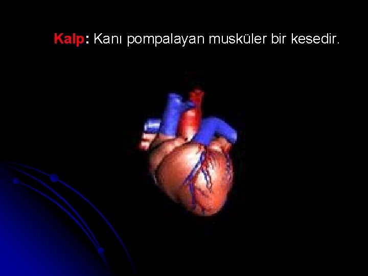 Kalp: Kalp Kanı pompalayan musküler bir kesedir. 