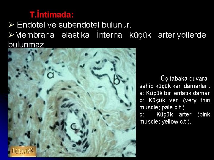 T. İntimada: Ø Endotel ve subendotel bulunur. ØMembrana elastika İnterna küçük arteriyollerde bulunmaz. Üç