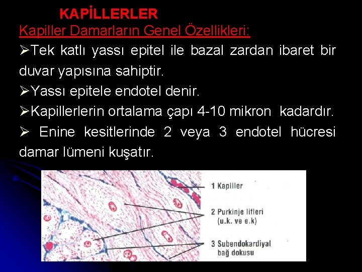 KAPİLLERLER Kapiller Damarların Genel Özellikleri: ØTek katlı yassı epitel ile bazal zardan ibaret bir