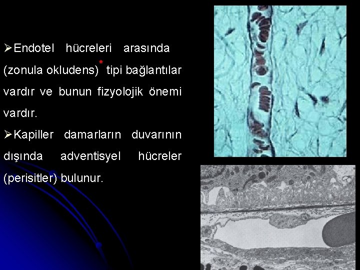 ØEndotel hücreleri arasında (zonula okludens)* tipi bağlantılar vardır ve bunun fizyolojik önemi vardır. ØKapiller