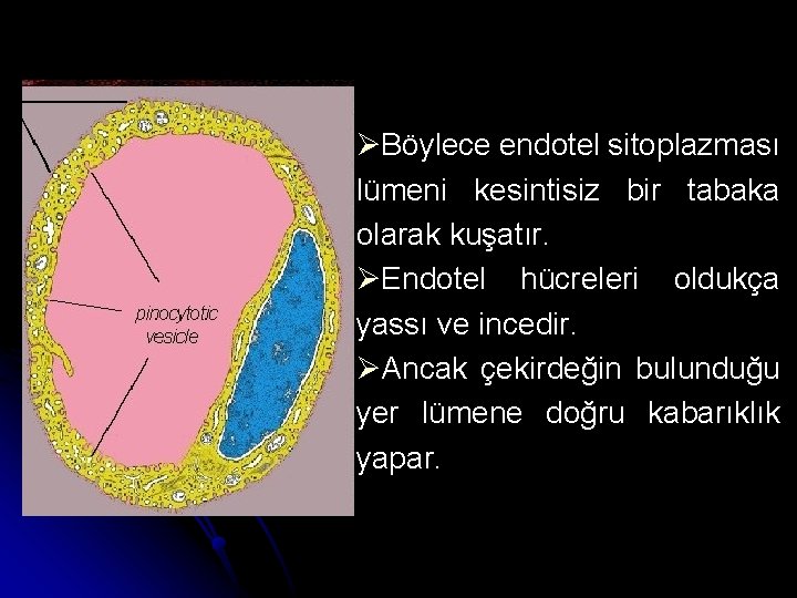 ØBöylece endotel sitoplazması lümeni kesintisiz bir tabaka olarak kuşatır. ØEndotel hücreleri oldukça yassı ve