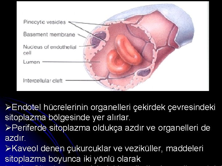 ØEndotel hücrelerinin organelleri çekirdek çevresindeki sitoplazma bölgesinde yer alırlar. ØPeriferde sitoplazma oldukça azdır ve