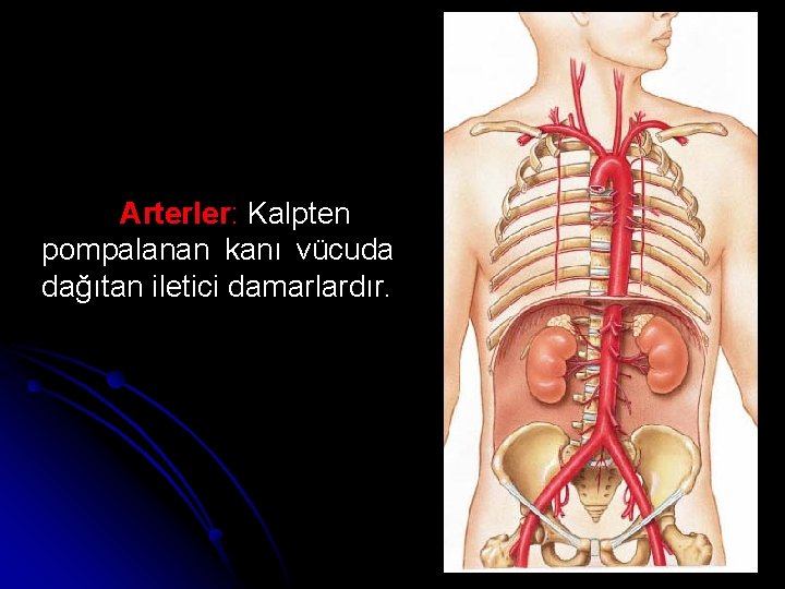 Arterler: Kalpten pompalanan kanı vücuda dağıtan iletici damarlardır. 