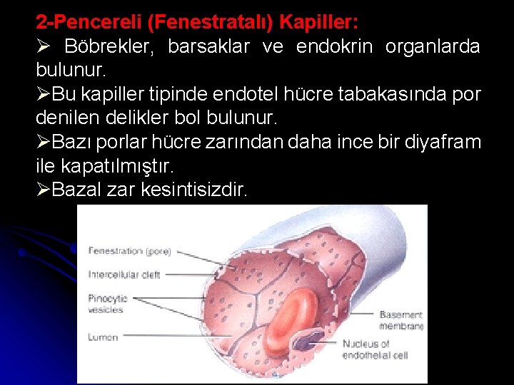 2 -Pencereli (Fenestratalı) Kapiller: Ø Böbrekler, barsaklar ve endokrin organlarda bulunur. ØBu kapiller tipinde