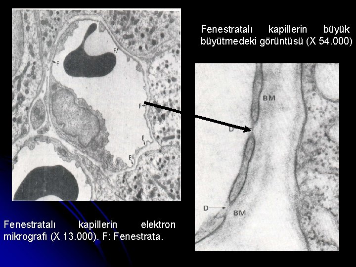 Fenestratalı kapillerin büyük büyütmedeki görüntüsü (X 54. 000) Fenestratalı kapillerin elektron mikrografı (X 13.