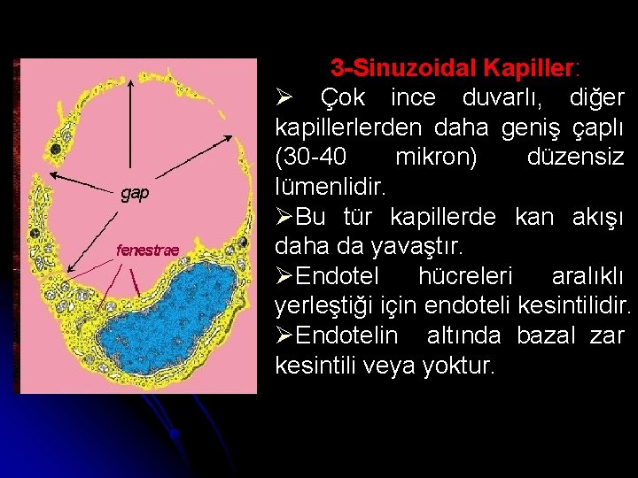 3 -Sinuzoidal Kapiller: Ø Çok ince duvarlı, diğer kapillerlerden daha geniş çaplı (30 -40