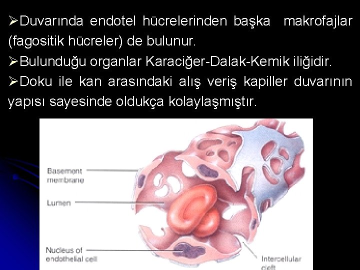 ØDuvarında endotel hücrelerinden başka makrofajlar (fagositik hücreler) de bulunur. ØBulunduğu organlar Karaciğer-Dalak-Kemik iliğidir. ØDoku