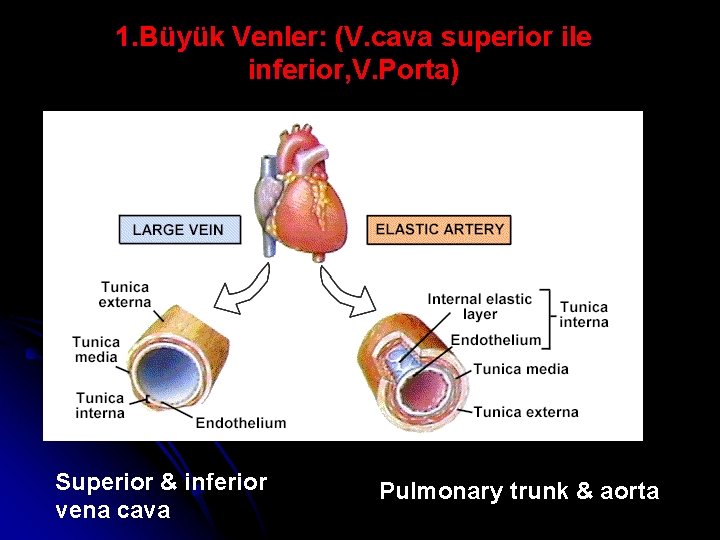 1. Büyük Venler: (V. cava superior ile inferior, V. Porta) Superior & inferior vena