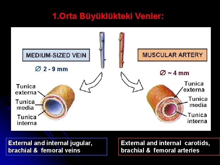 1. Orta Büyüklükteki Venler: 2 - 9 mm External and internal jugular, brachial &