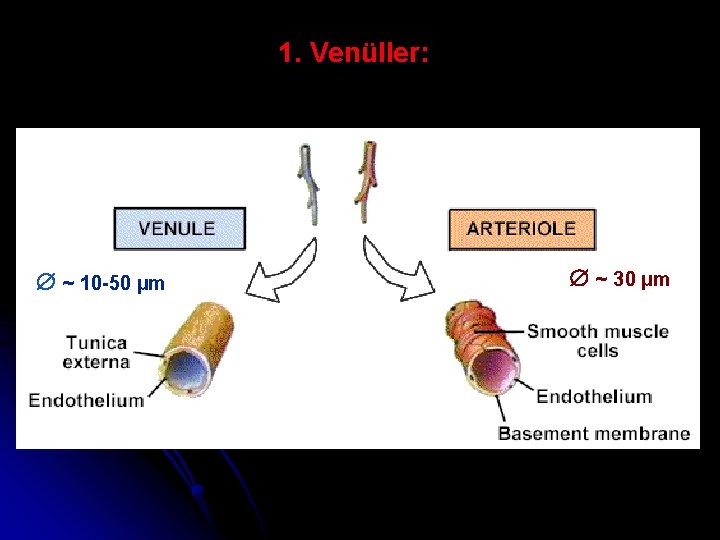 1. Venüller: ~ 10 -50 µm ~ 30 µm 