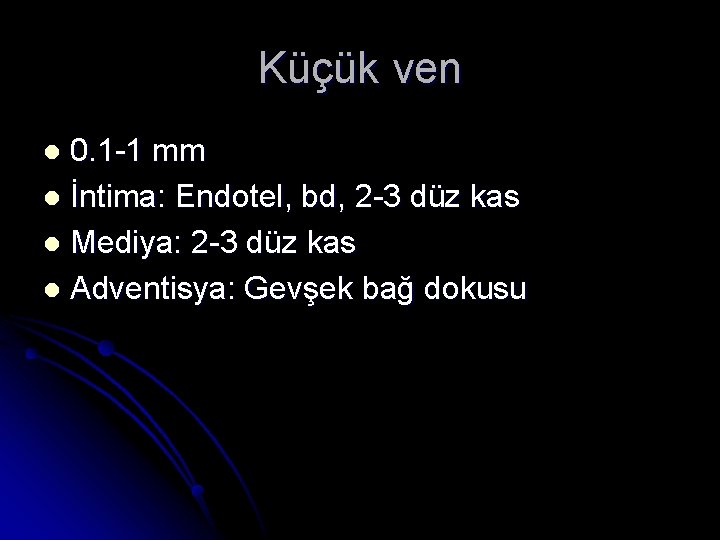 Küçük ven 0. 1 -1 mm l İntima: Endotel, bd, 2 -3 düz kas