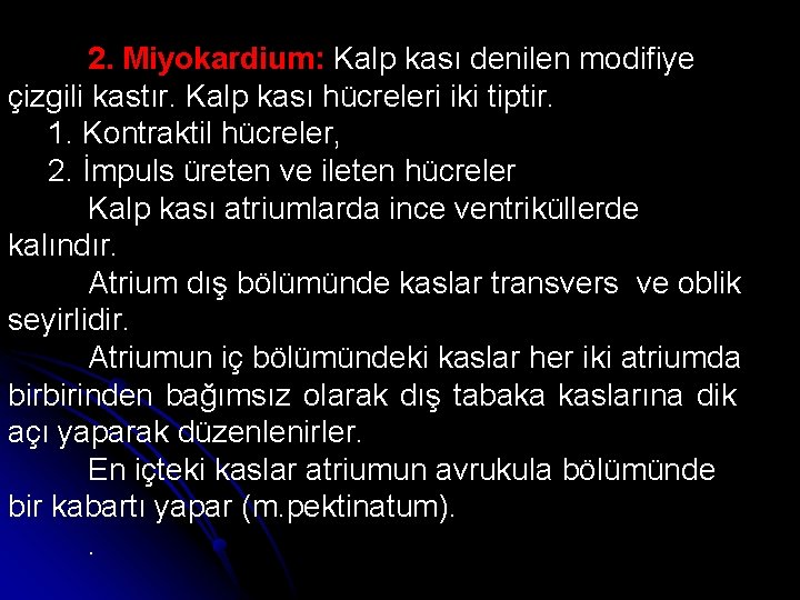 2. Miyokardium: Kalp kası denilen modifiye çizgili kastır. Kalp kası hücreleri iki tiptir. 1.