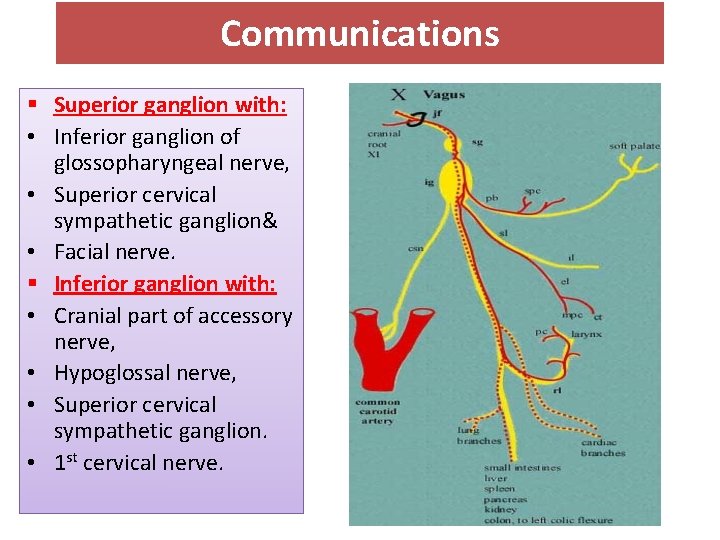 Communications § Superior ganglion with: • Inferior ganglion of glossopharyngeal nerve, • Superior cervical