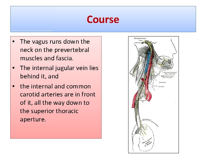 Course • The vagus runs down the neck on the prevertebral muscles and fascia.