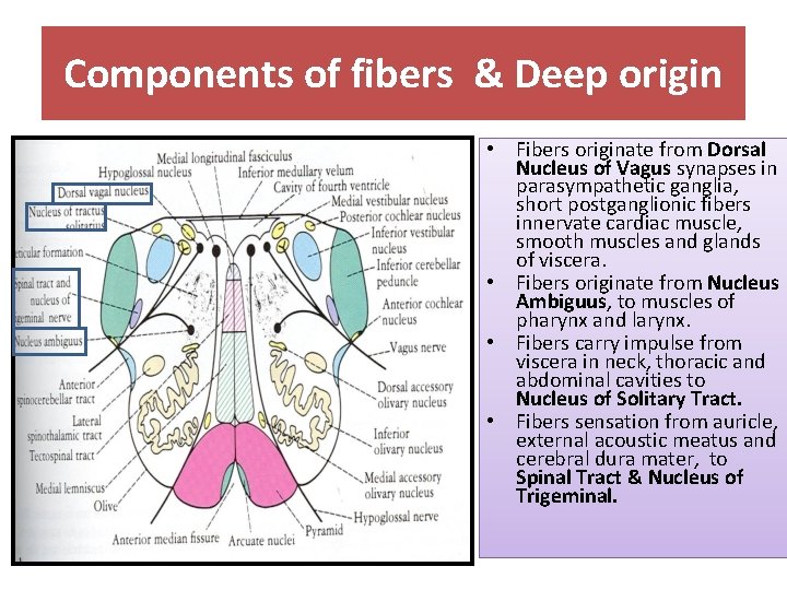 Components of fibers & Deep origin • Fibers originate from Dorsal Nucleus of Vagus