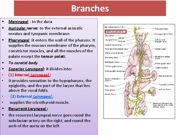 Branches § § § • • § § Meningeal : to the dura Auricular