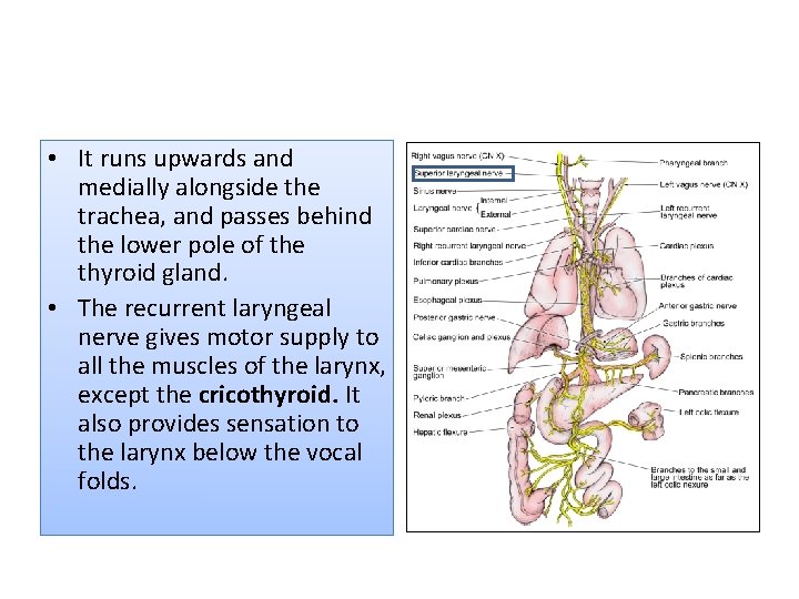  • It runs upwards and medially alongside the trachea, and passes behind the