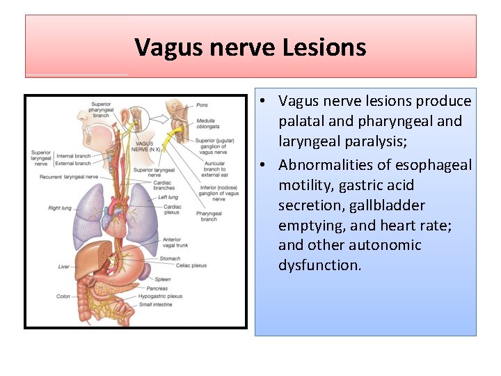 Vagus nerve Lesions • Vagus nerve lesions produce palatal and pharyngeal and laryngeal paralysis;