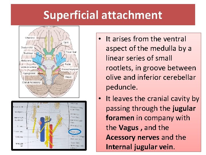 Superficial attachment • It arises from the ventral aspect of the medulla by a