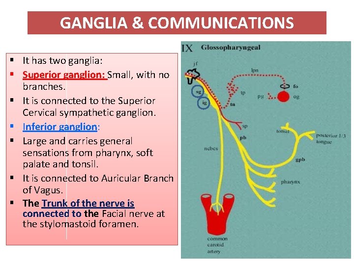 GANGLIA & COMMUNICATIONS § It has two ganglia: § Superior ganglion: Small, with no