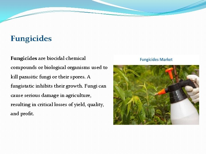 Fungicides are biocidal chemical compounds or biological organisms used to kill parasitic fungi or