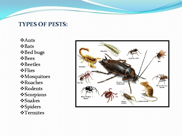 TYPES OF PESTS: v. Ants v. Bats v. Bed bugs v. Beetles v. Flies