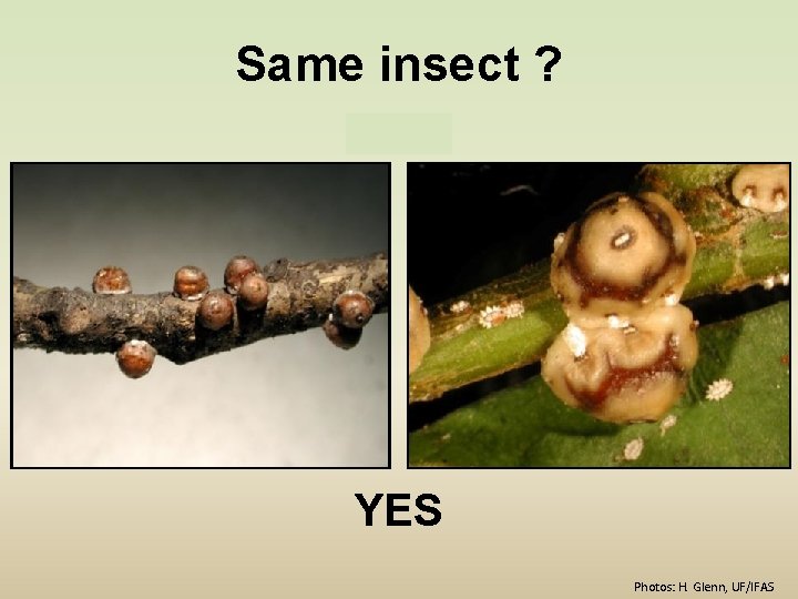 Same insect ? YES Photos: H. Glenn, UF/IFAS 