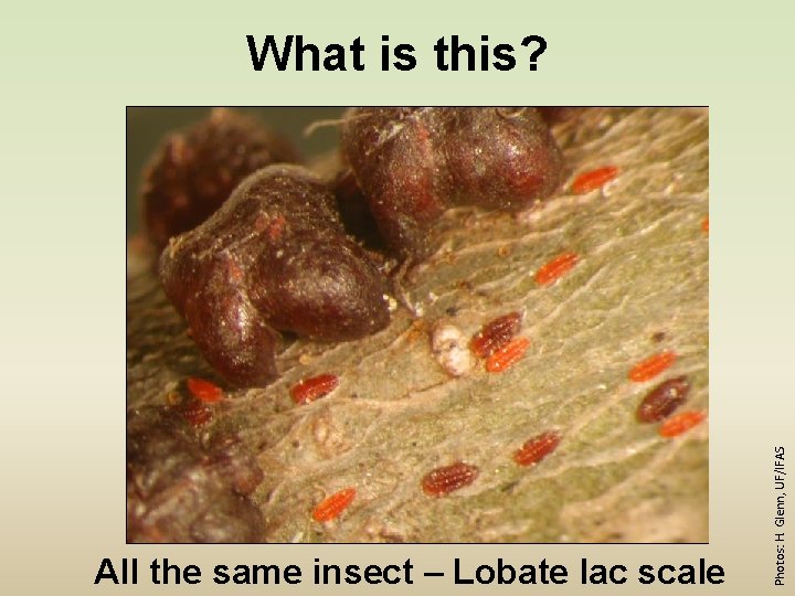 All the same insect – Lobate lac scale Photos: H. Glenn, UF/IFAS What is