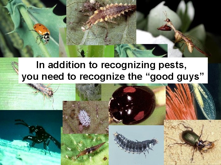 In addition to recognizing pests, you need to recognize the “good guys” 