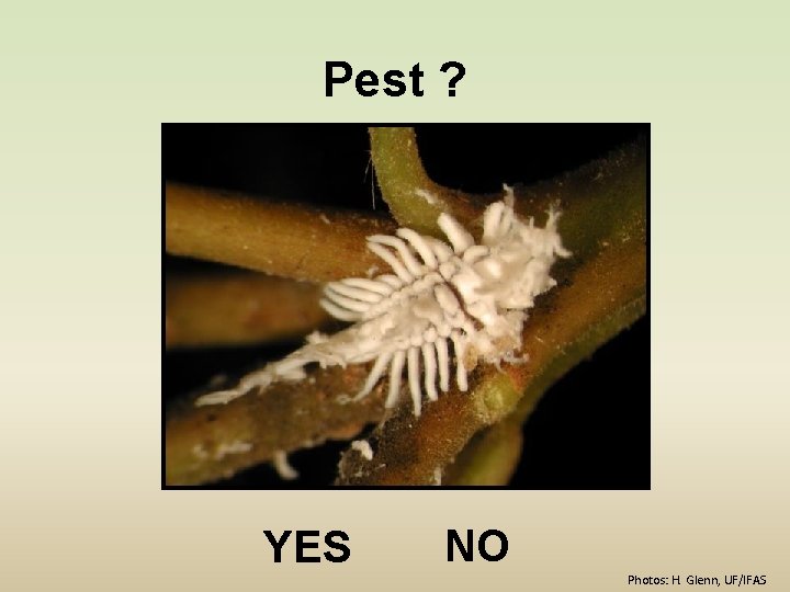 Pest ? YES NO Photos: H. Glenn, UF/IFAS 