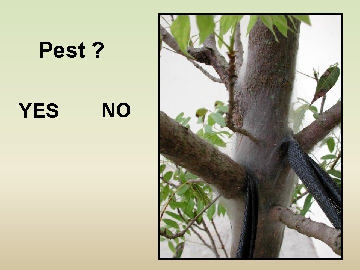 Pest ? YES NO 