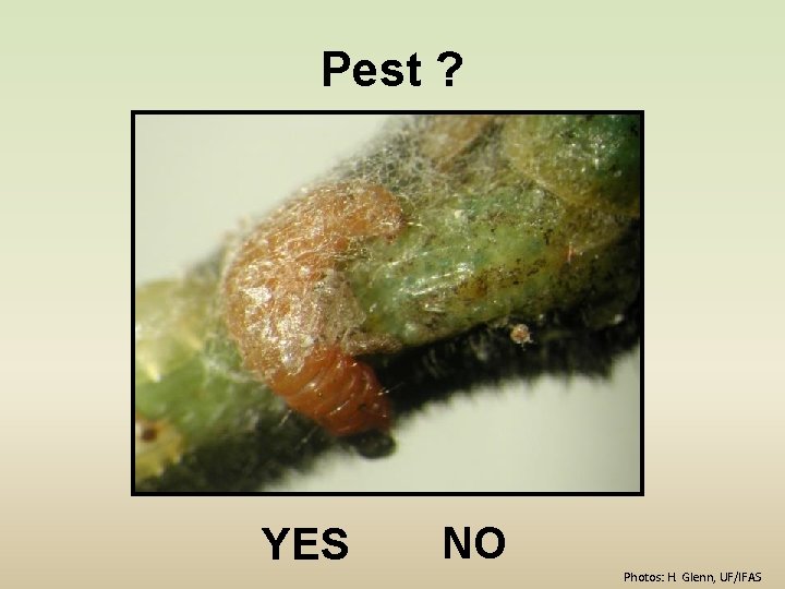 Pest ? YES NO Photos: H. Glenn, UF/IFAS 