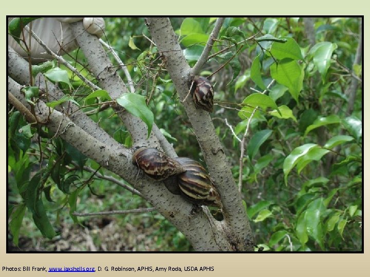 Stock Island tree snail Which snail is the pest? Which snail is endangered? Giant