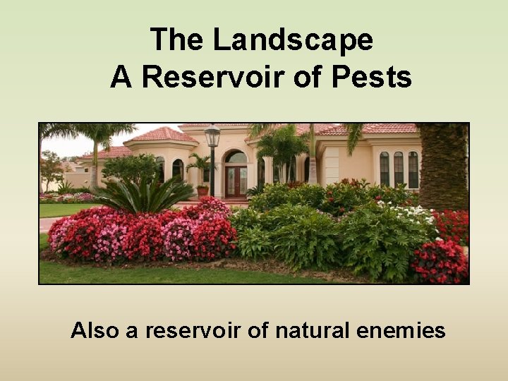 The Landscape A Reservoir of Pests Also a reservoir of natural enemies 