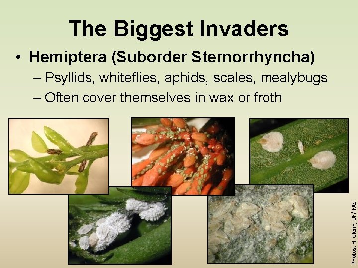 The Biggest Invaders • Hemiptera (Suborder Sternorrhyncha) Photos: H. Glenn, UF/IFAS – Psyllids, whiteflies,