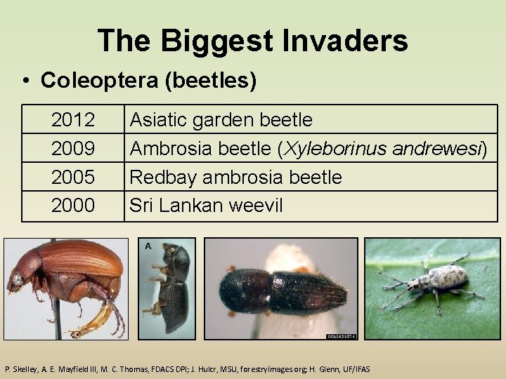 The Biggest Invaders • Coleoptera (beetles) 2012 2009 2005 2000 Asiatic garden beetle Ambrosia