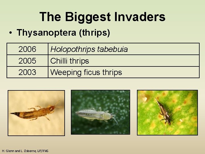 The Biggest Invaders • Thysanoptera (thrips) 2006 2005 2003 H. Glenn and L. Osborne,