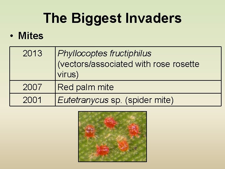 The Biggest Invaders • Mites 2013 2007 2001 Phyllocoptes fructiphilus (vectors/associated with rosette virus)